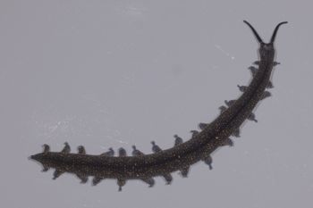Media type: image;   Invertebrate Zoology 168055 Description: Digital photograph of specimen in life.;